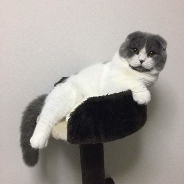 キャットタワーに乗っている　スコティッシュフォールド