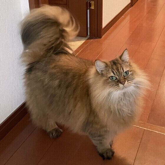 ペルシャのかかおちゃん