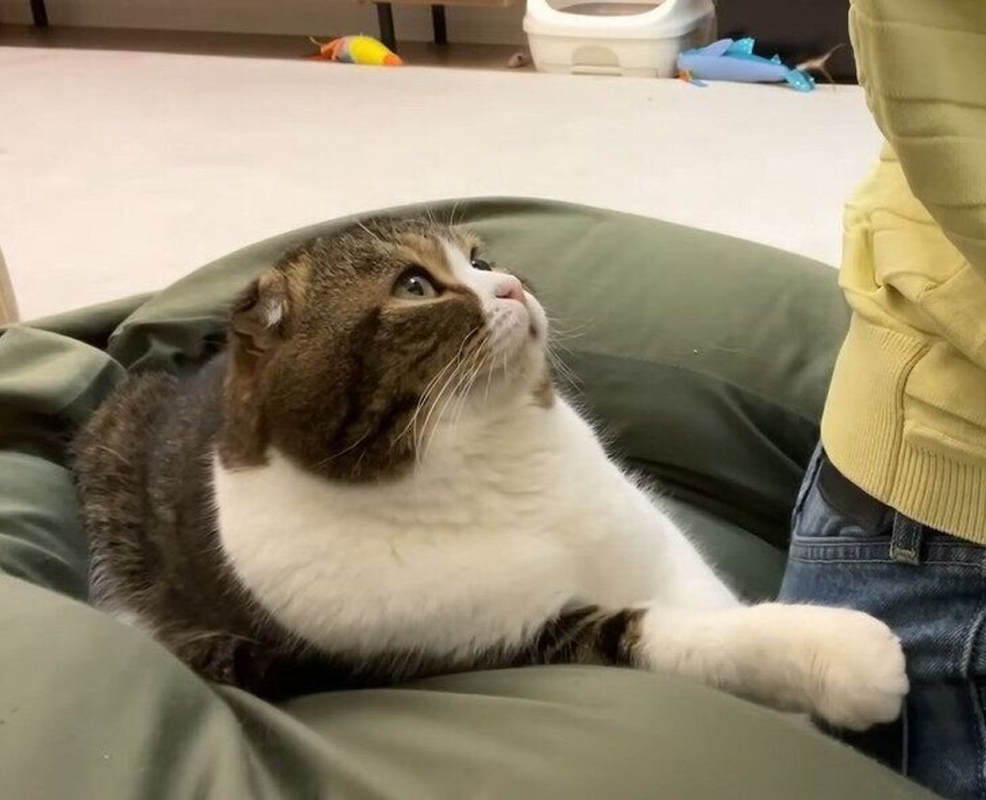 在宅ワーク中のママになでてほしい猫の 静かな かまって アピール ねこのきもちweb Magazine 在宅ワーク中のママになでてほしい猫の 静かな かまって アピール ねこのきもちweb Magazine