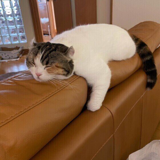 寝るふじこちゃん（アメリカンカール）