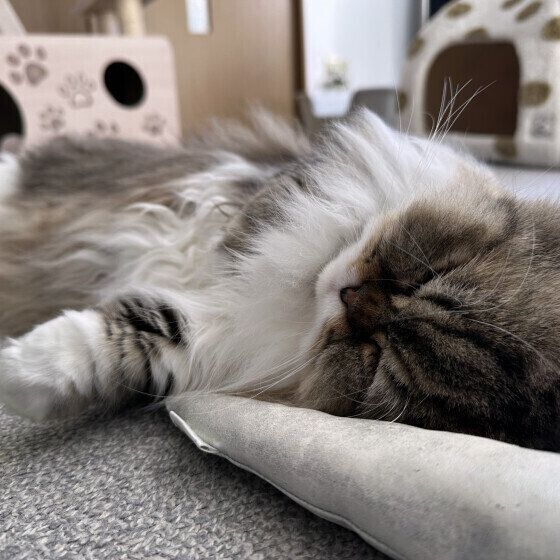 へそ天で寝るムサくん