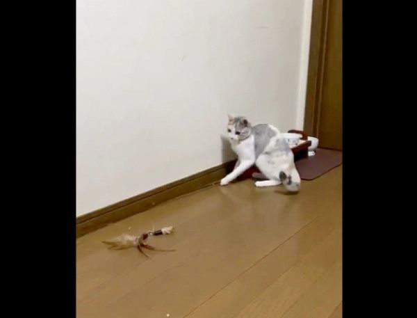 猫じゃらしで遊ぶふーちゃん