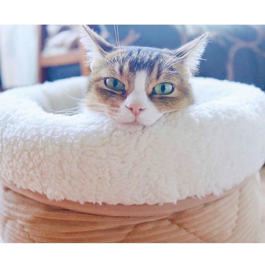 Nウォームからちょこんと顔を出す猫