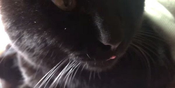 ベロを出す黒猫