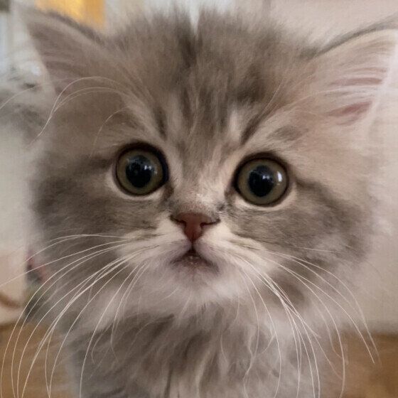 ラガマフィンのLottaちゃん