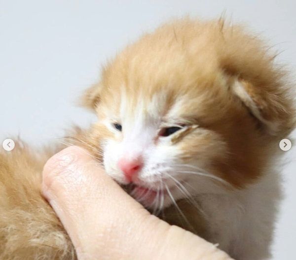 突然出会った4匹の子猫