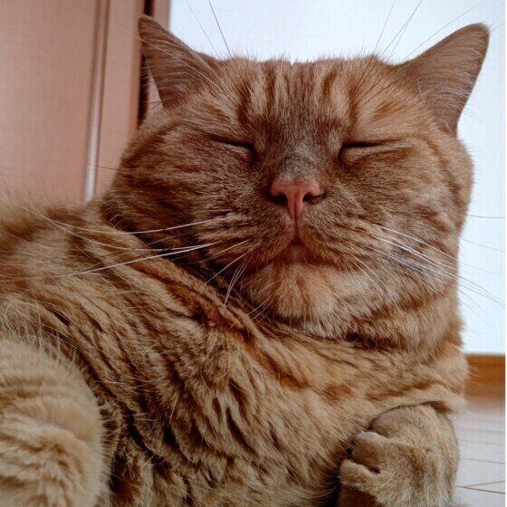 眠そうにしているアメリカンショートヘア