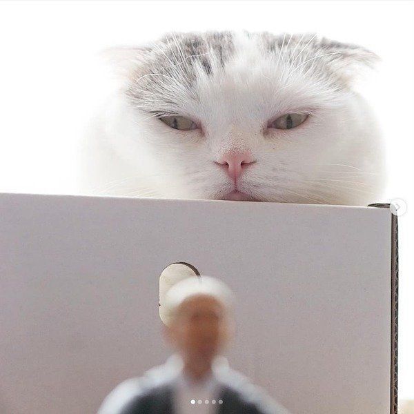 まさかのコラボをしたスコティッシュフォールド