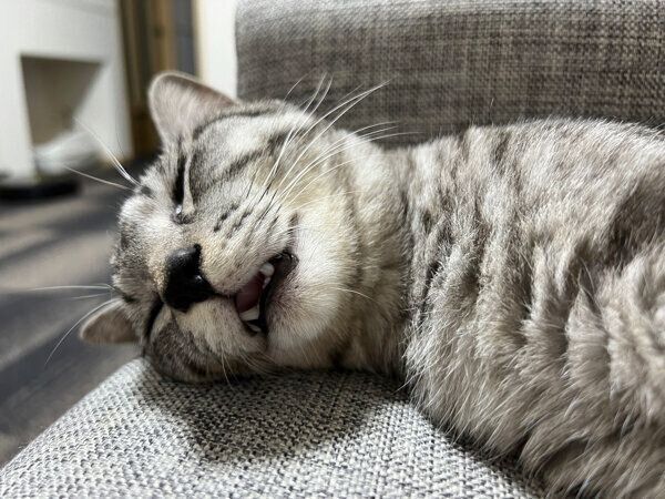 寝顔が可愛いととまるくん