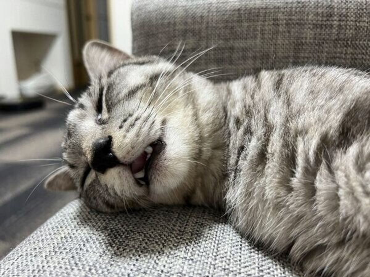 一生に数回しか見せない レアすぎる寝顔で眠る猫 ゆるゆるの表情が可愛すぎる ねこのきもちweb Magazine 一生に数回しか見せない レアすぎる寝顔で眠る猫 ゆるゆるの表情が可愛すぎる ねこのきもちweb Magazine