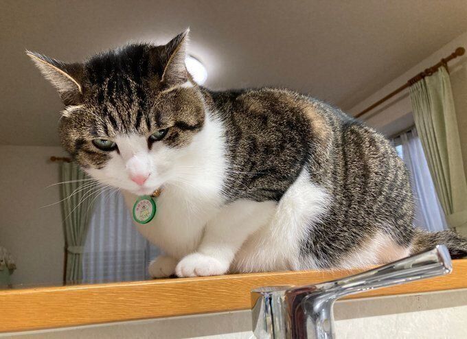 飼い主さんはどうする！？　シンクに入りたい様子のふくくん