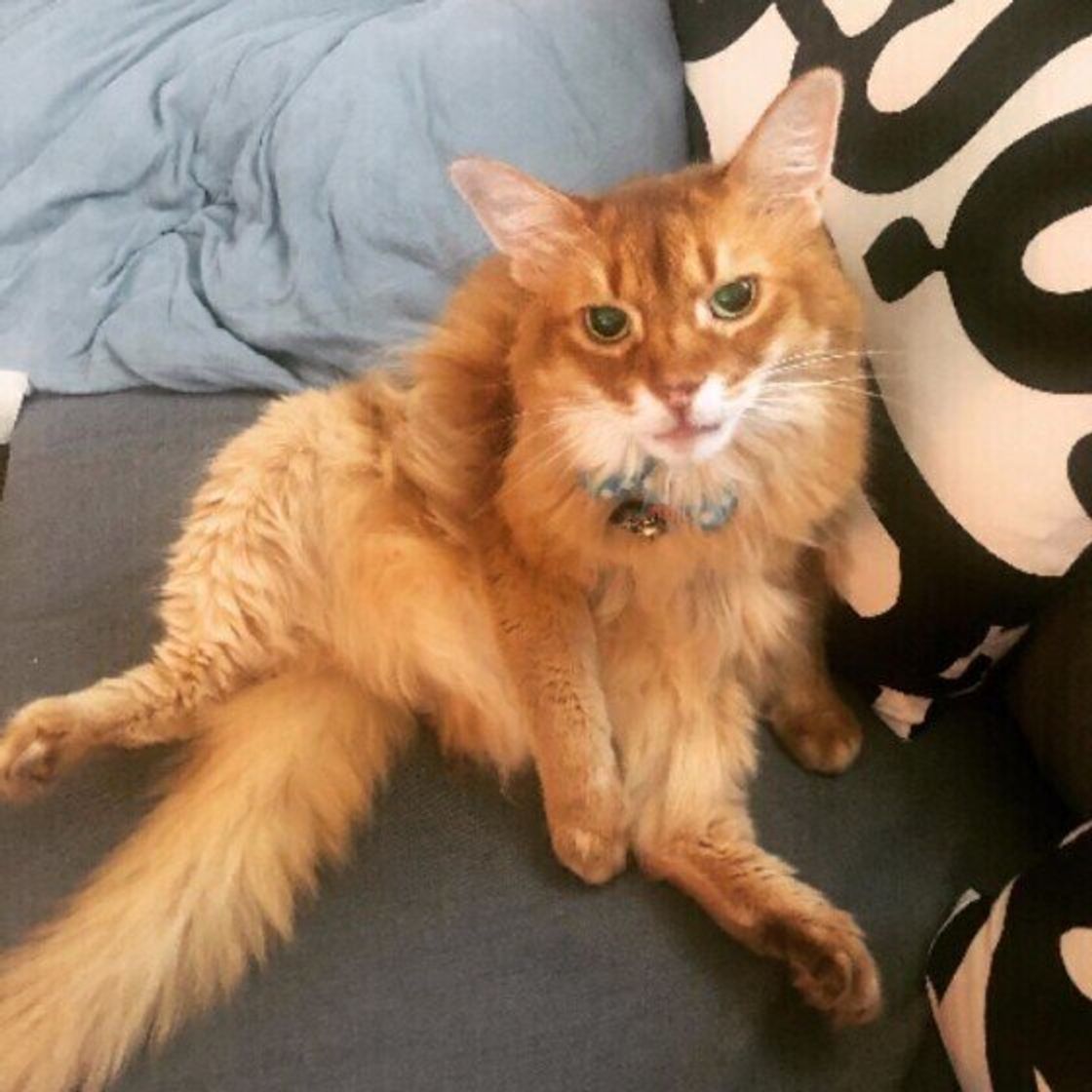 ソマリ ってどんな猫 特徴や性格など魅力をくわしく解説 ねこのきもちweb Magazine ソマリ ってどんな猫 特徴や性格など魅力をくわしく解説 ねこのきもちweb Magazine