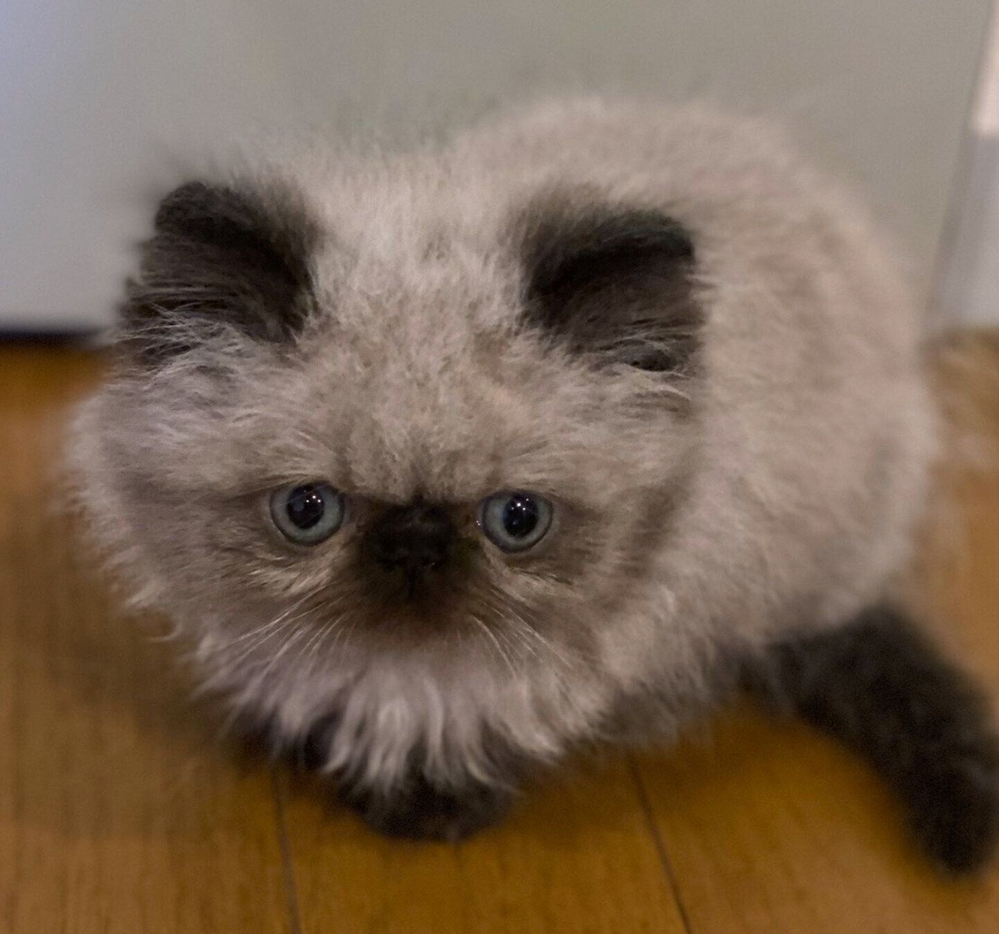 お迎え直後のむぎくん