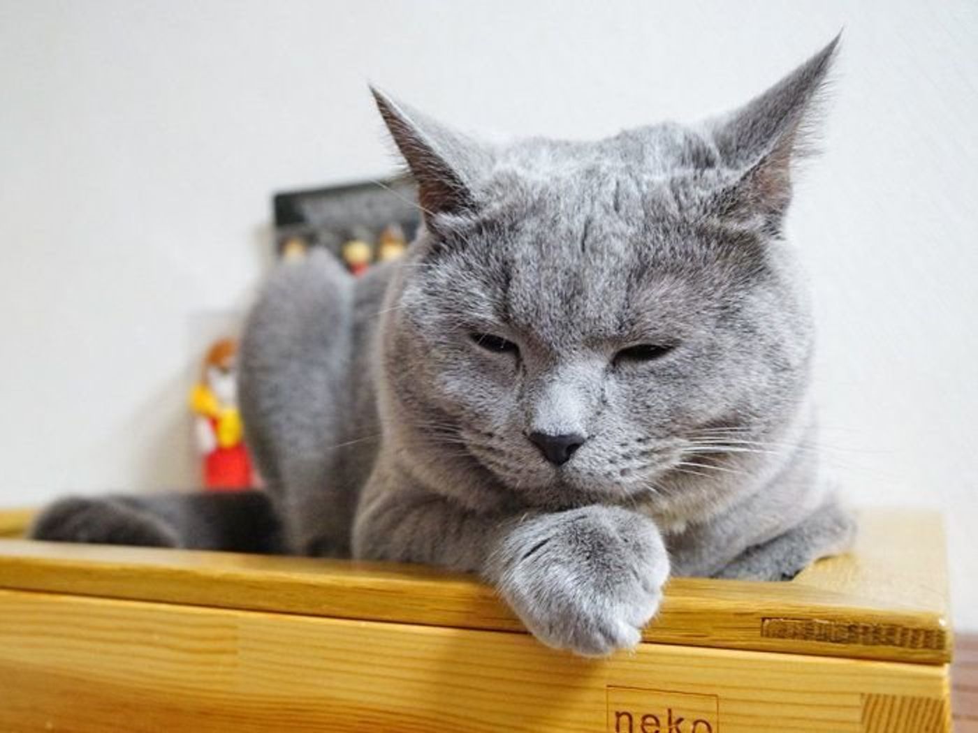 子猫の渾身の攻撃 部屋に閉じ込められるのがキライな猫 本日もねこ晴れなり Vol 248 ねこのきもちweb Magazine 子猫の渾身の攻撃 部屋に閉じ込められるのがキライな猫 本日もねこ晴れなり Vol 248 ねこのきもちweb Magazine