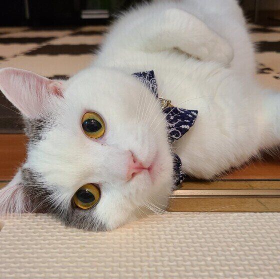 ヘソ天するマンチカンのごままるくん