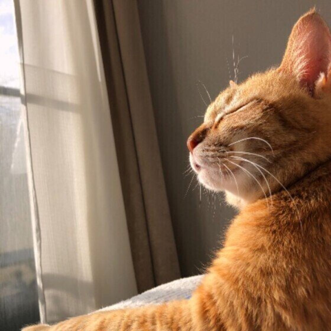 猫はなぜシャンプーなしでも臭くないの 猫のいいニオイの理由も解説 ねこのきもちweb Magazine 猫はなぜシャンプーなしでも臭くないの 猫のいいニオイの理由も解説 ねこのきもちweb Magazine