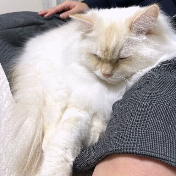 くつろいでいるサイベリアン