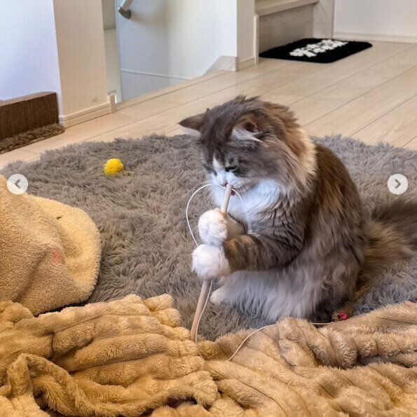 猫じゃらしをつかんで遊ぶぷーあるくん