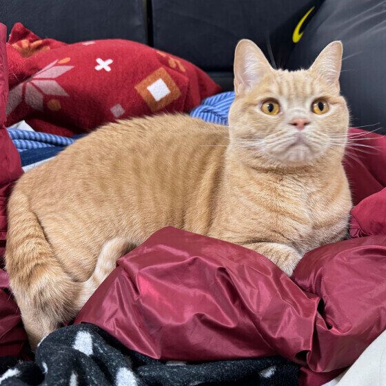 ブリティッシュショートヘアのまんてんくん♪