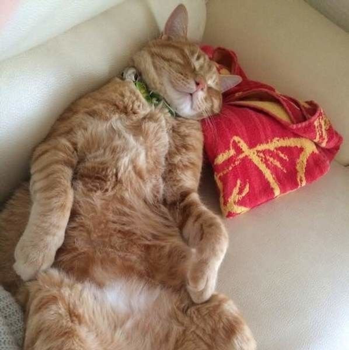 獣医師が解説 猫のいびきに潜む危険とは いびきの原因と対処法 ねこのきもちweb Magazine 獣医師が解説 猫のいびきに潜む危険とは いびきの原因と対処法 ねこのきもちweb Magazine