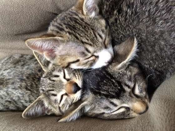 猫のユメちゃんたち3兄弟の猫団子