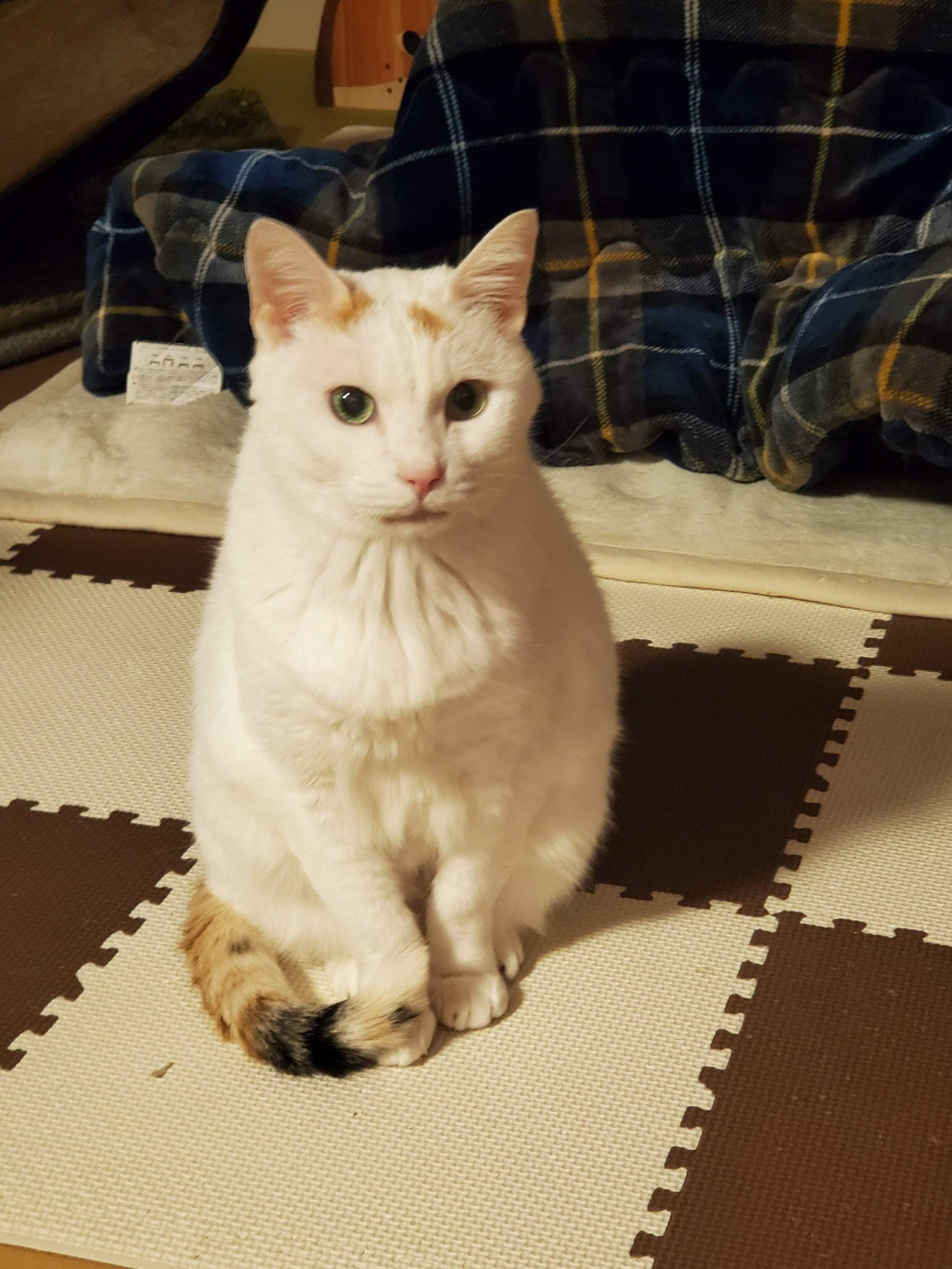 ねこのきもちWEB MAGAZINE ねこの日企画「MEN'S CAT」