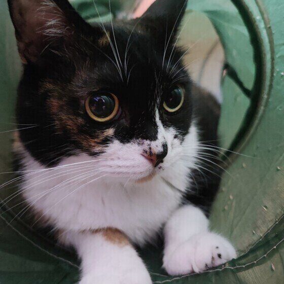 MIXミケのミーちゃん