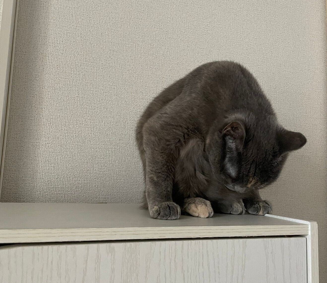 毛づくろいをするグクちゃん