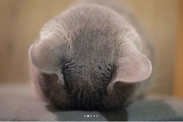 ごめん寝する猫
