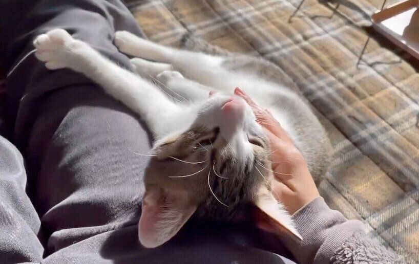 飼い主さんの太ももの横でくつろぐくろみつくん