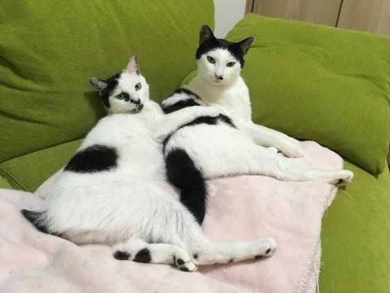 白黒にゃんこの仲良し兄妹