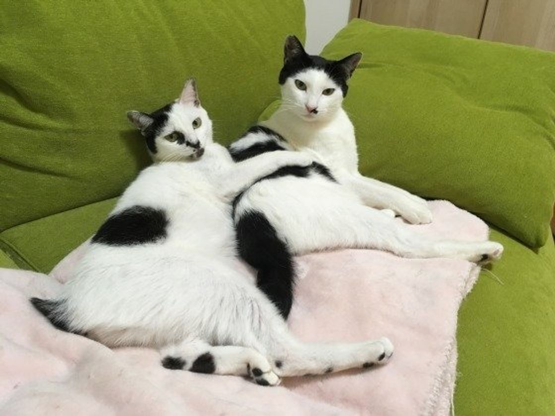 猫を多頭飼いする前に知っておきたい 猫同士の相性の話 ねこのきもちweb Magazine 猫を多頭飼いする前に知っておきたい 猫同士の相性の話 ねこのきもちweb Magazine