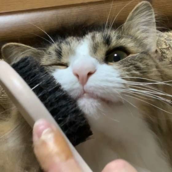 ノルウェージアンフォレストキャット　フィービーちゃん