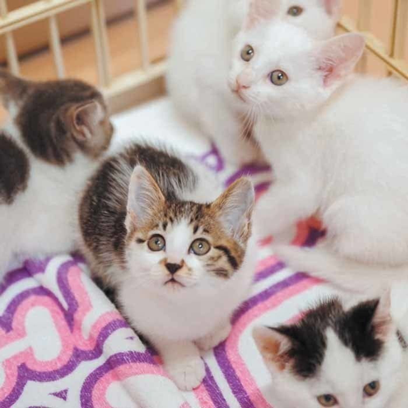 動物にやさしい秋田 を実現するため完成した動物愛護センターとは ねこのきもちweb Magazine 動物にやさしい秋田 を実現するため完成した動物愛護センターとは ねこのきもちweb Magazine