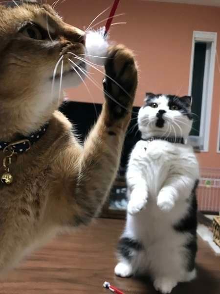 おもちゃで遊ぶ猫2匹