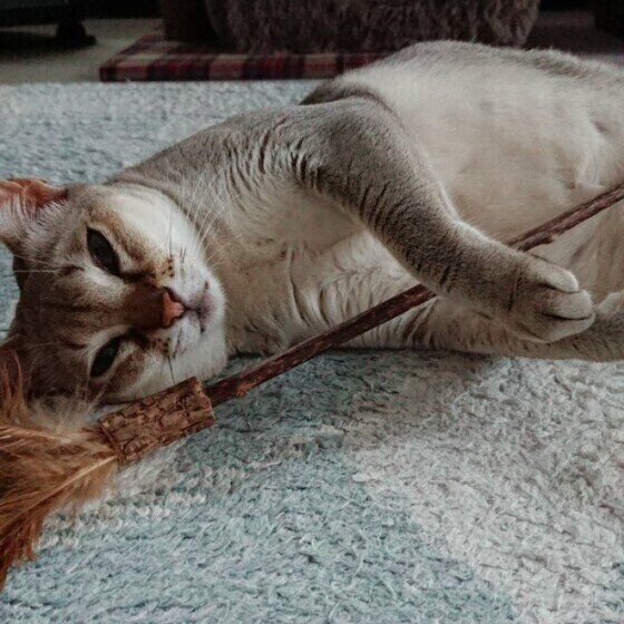 マタタビのおもちゃをだきしめるシンガプーラのまゆちゃん