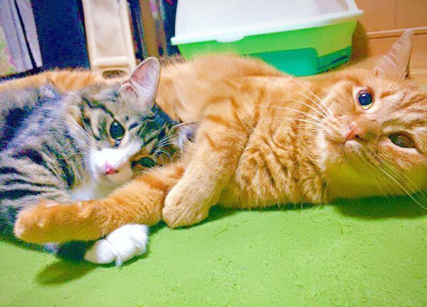 仲良しの猫
