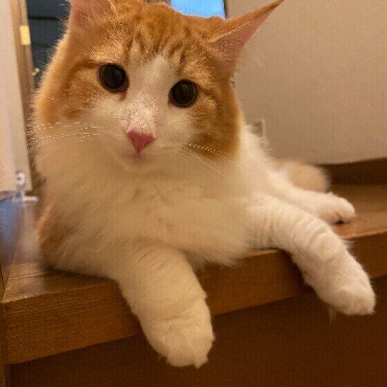 階段に座るむぎ