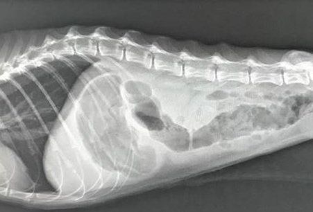 画像／2020年4月号「ねこの病気、そこが知りたい」