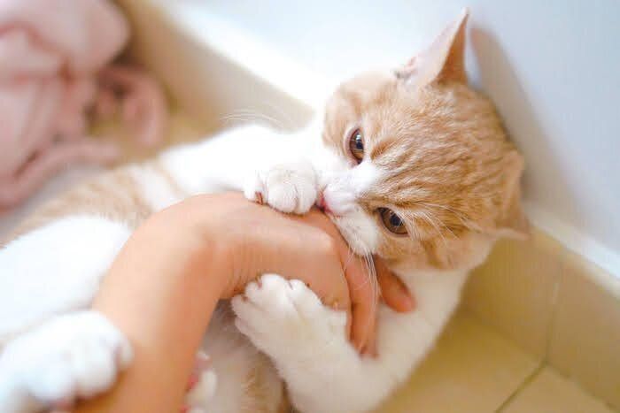 飼い主さんの手に抱きつく猫