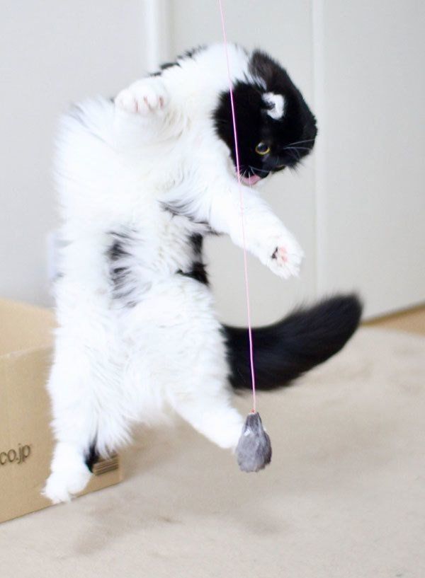 すこんぶちゃん