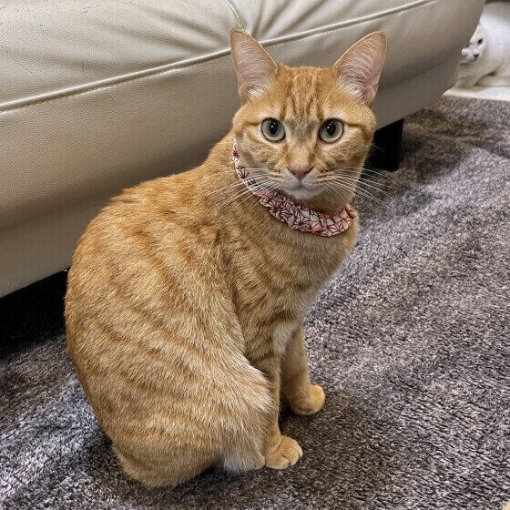 お座りする茶トラ猫