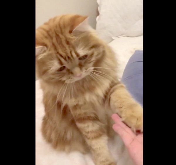 「お手」をするちくわちゃん