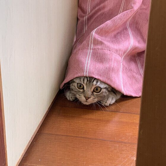 カーテンに隠れるアメリカンカール