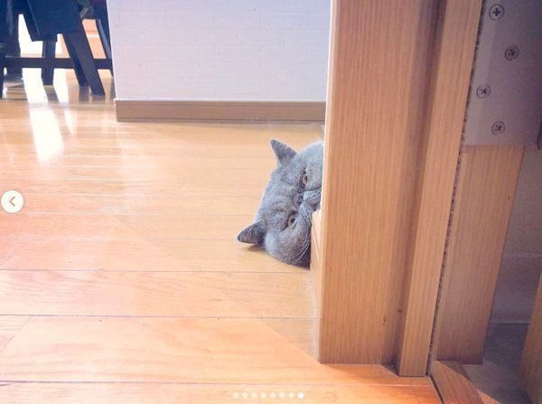 飼い主さんをストーカーするエキゾチックショートヘア