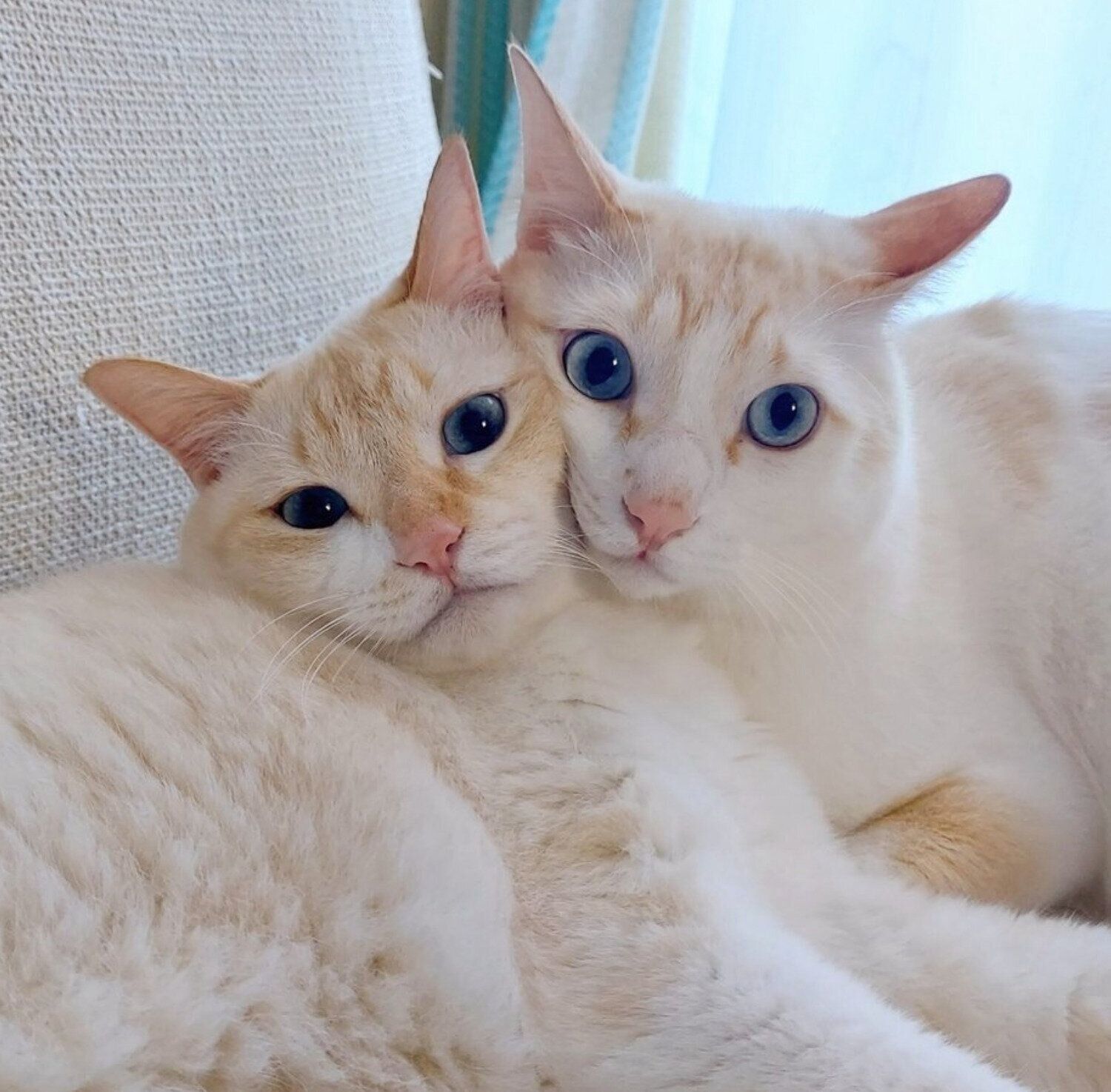 顔をくっつける噛太郎くん、たま子ちゃん