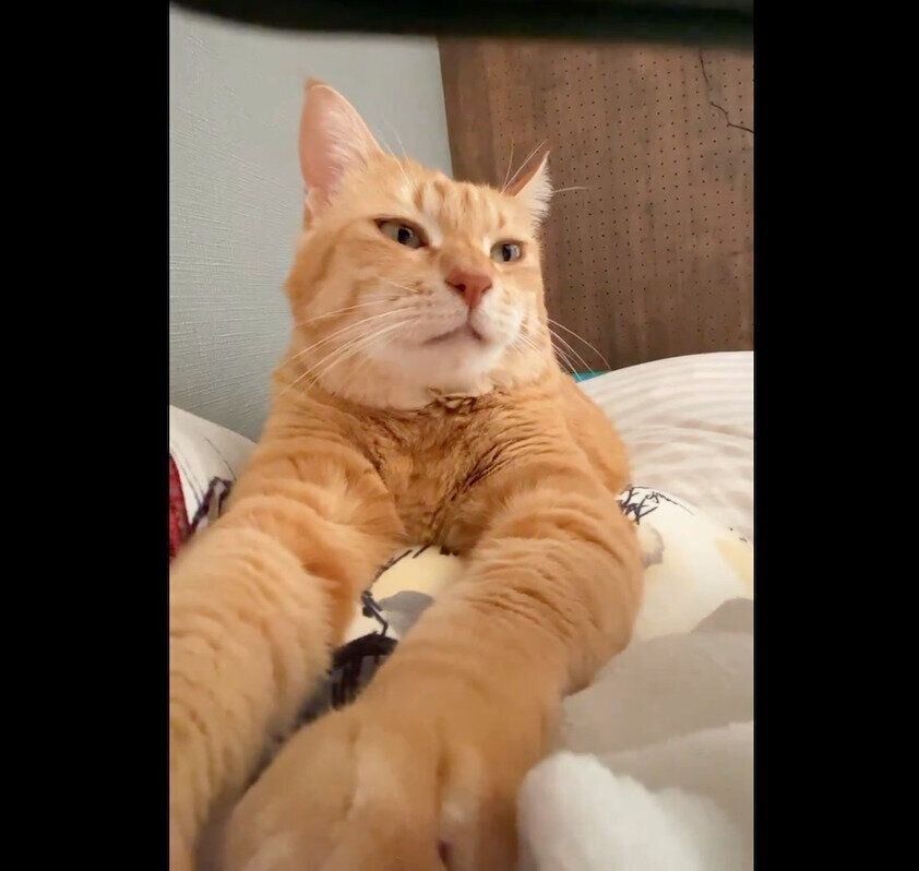 くつろぐちゃろう丸くん