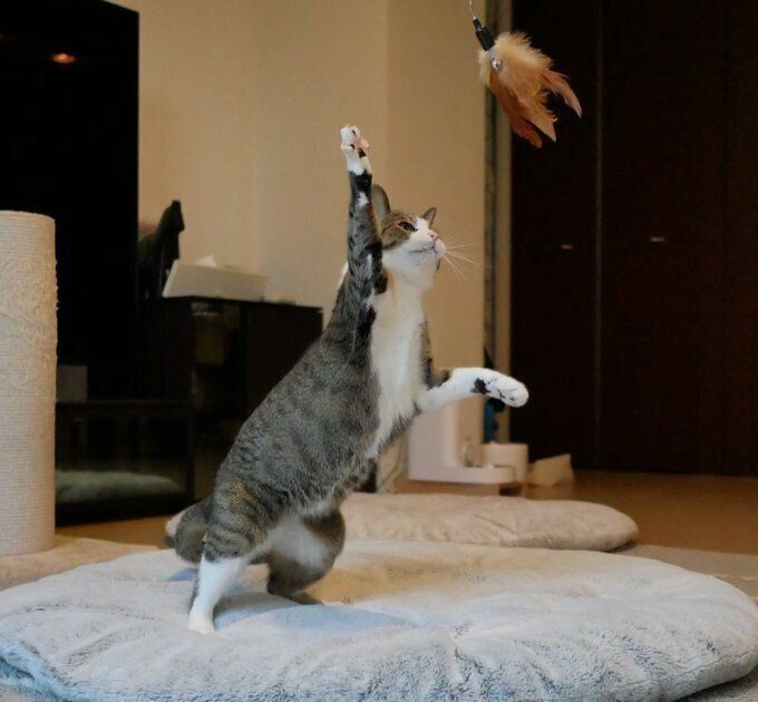 羽根突きをしているようなちょこちゃん