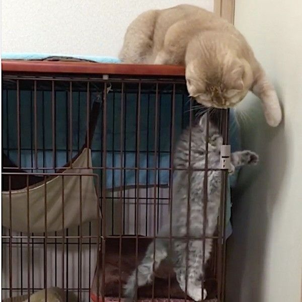 新入りをあやすニャンコ