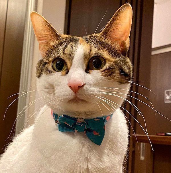 見つめるジニアちゃん